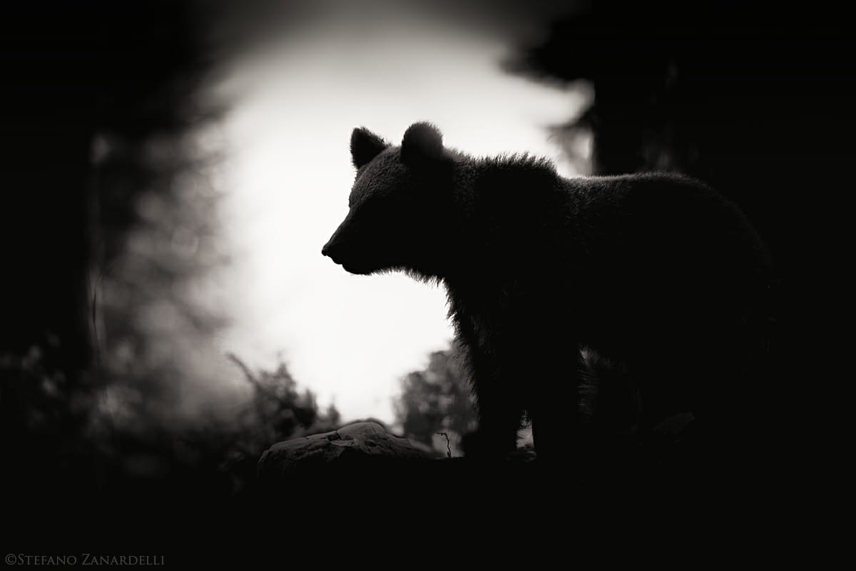 M49 da cucciolo orso dolomiti